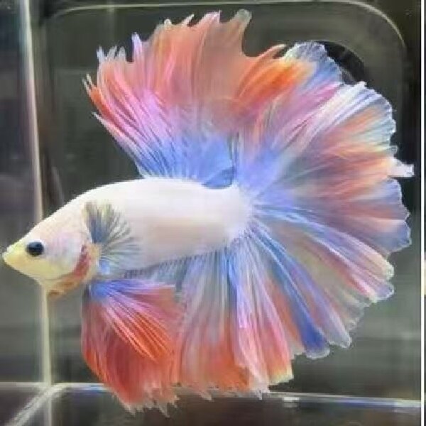 编号001号~120号彤彤水族馆泰国精品斗鱼半月型直播间选观赏鱼