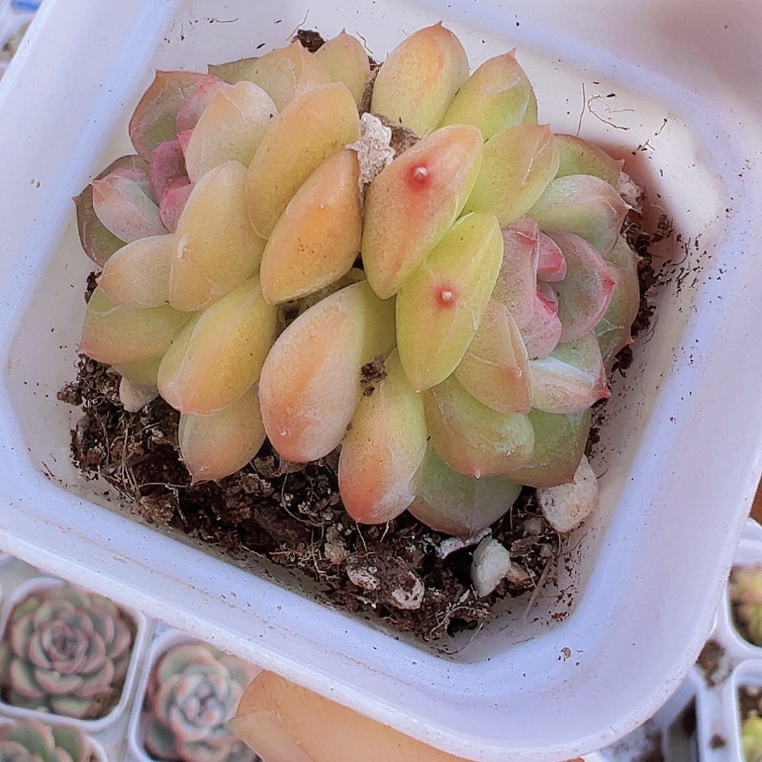 双头精品琴心19包邮