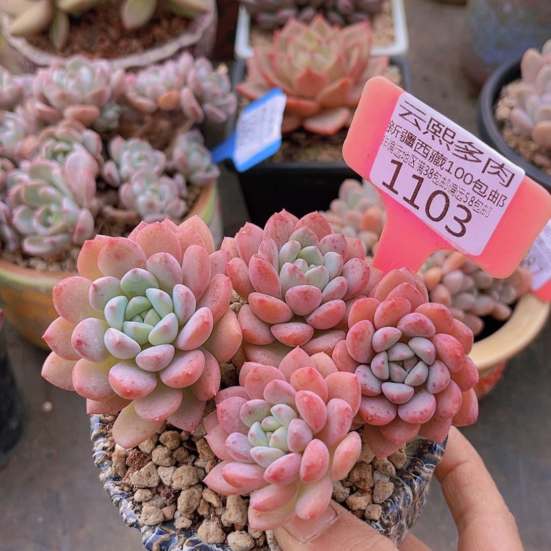 1103粉露。