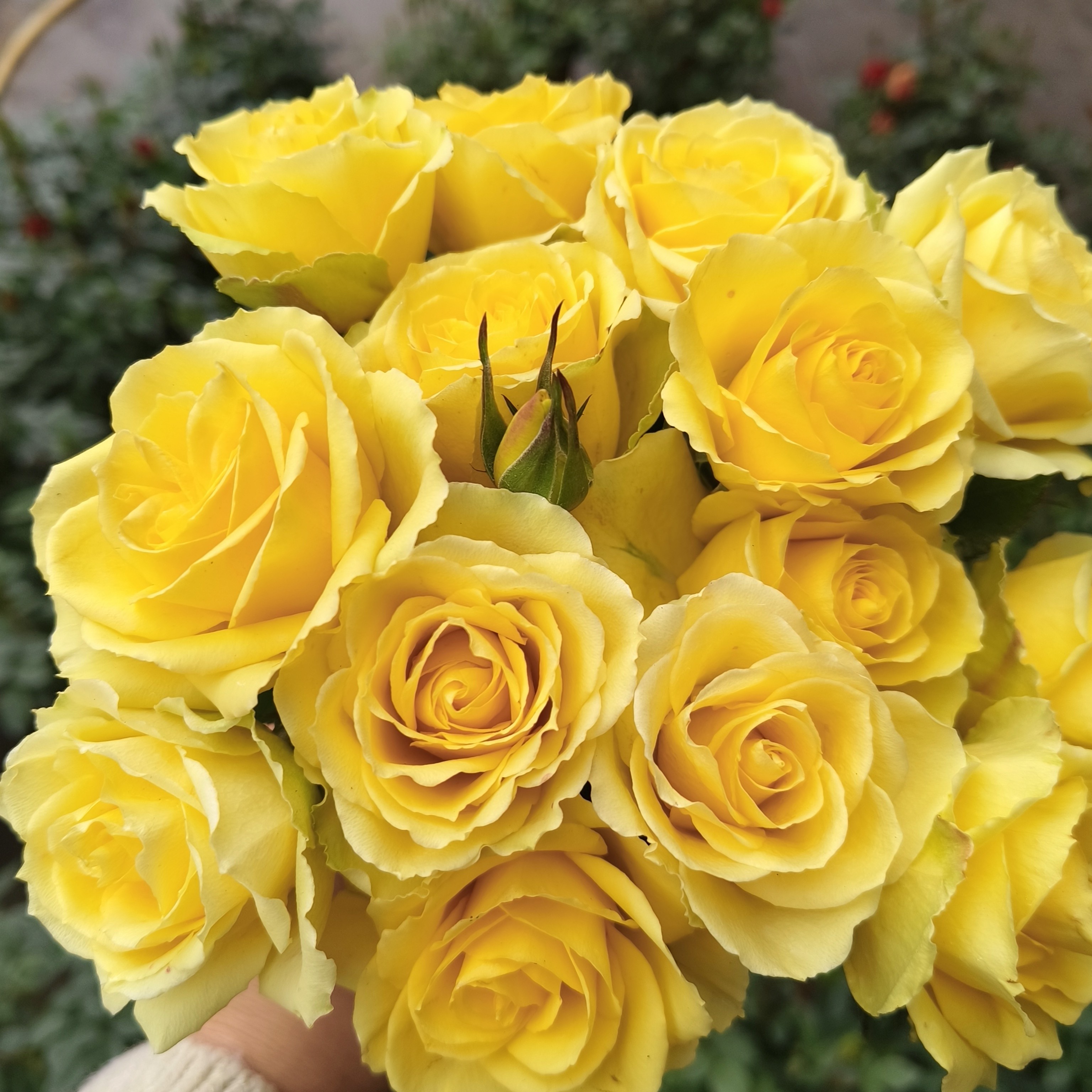 【黄金巴比伦 多颗】黄色玫瑰花型阳台花园楼顶好养护抗病性强盆栽