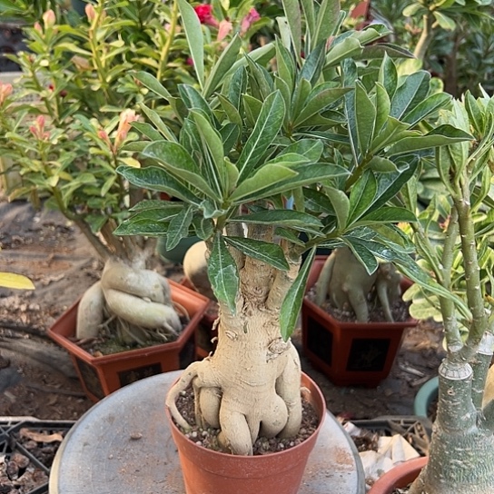 沙漠玫瑰山茶花带盆