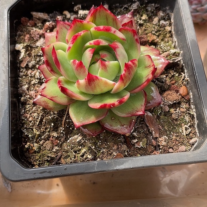 惊鸿仙子多肉植物3514