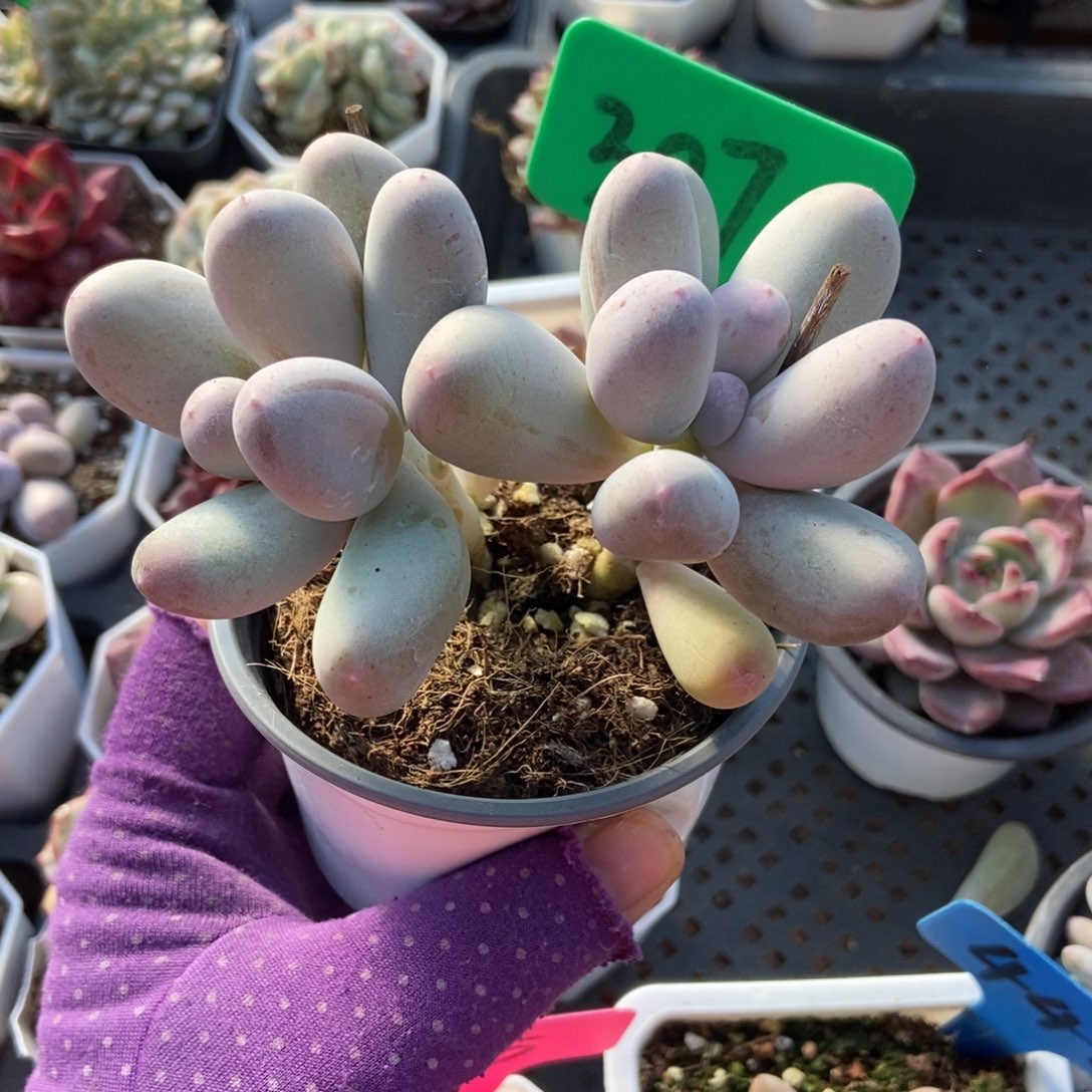 3070米可奶多肉植物duorou