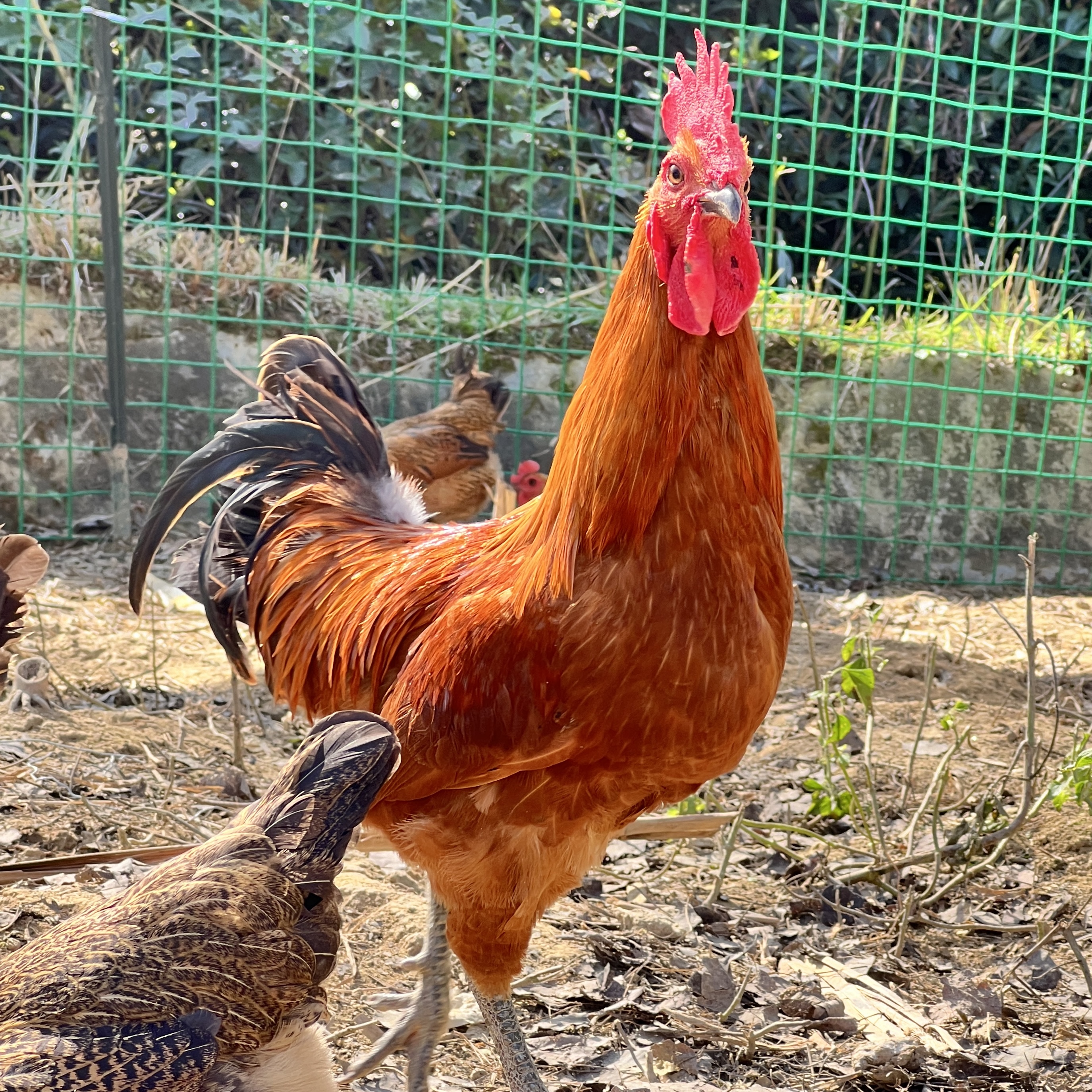 那娜专场（现称改价现杀）高山谷物喂养本地土公鸡