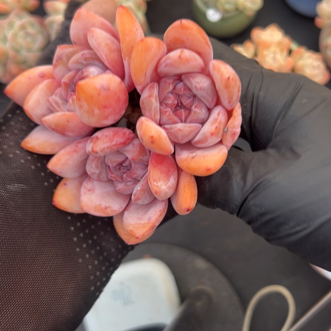 三头雪天使000000000