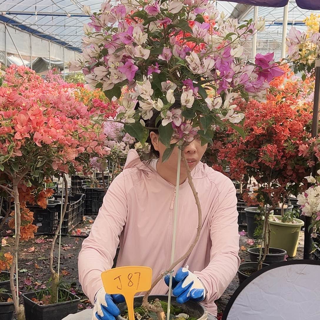 用***3大部分花苞少量开放J83雪紫