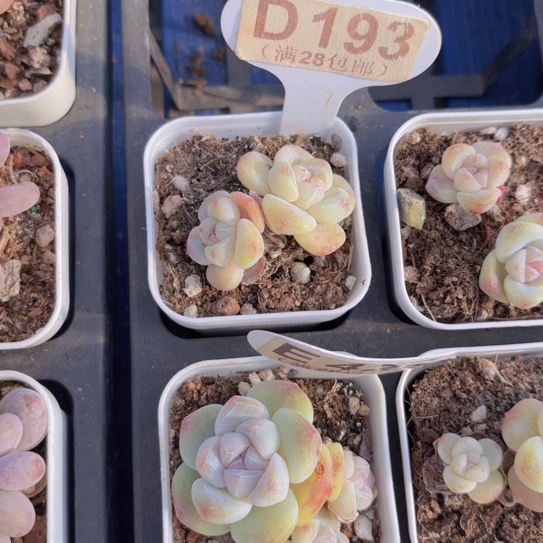 D193紫心冰玉一物一拍