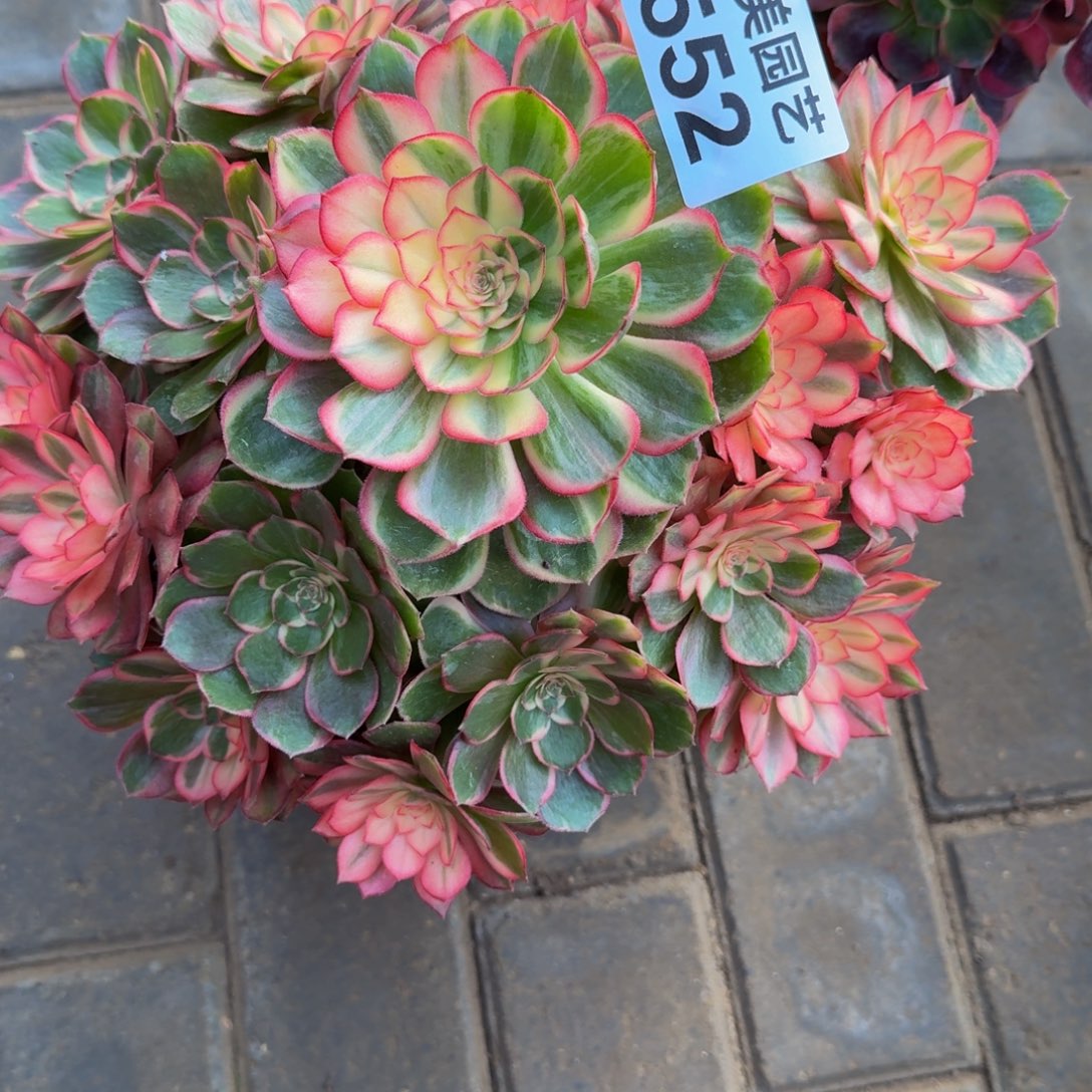 知***音黑魔锦福利552肉肉肉