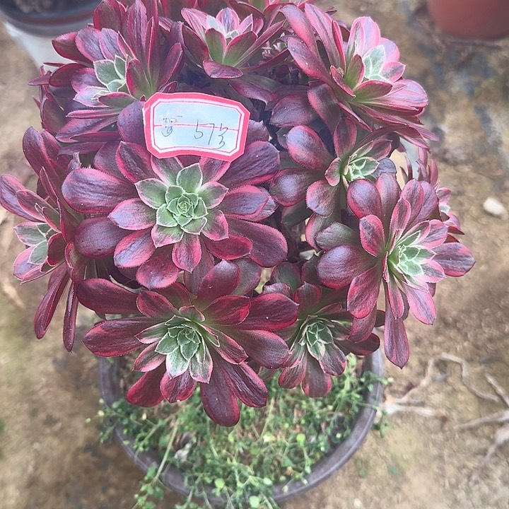 多肉植物安娜57号无售后