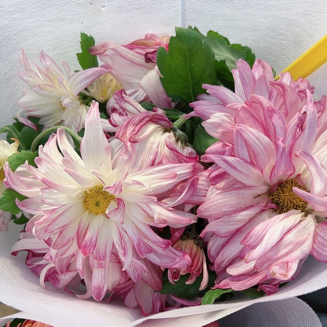 完全开放玉壶春母本不受后