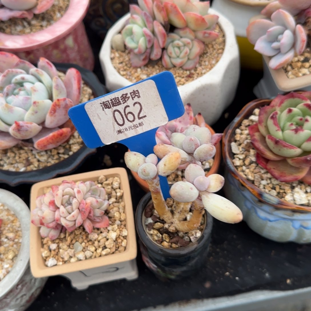 多肉植物香水三头小老庄