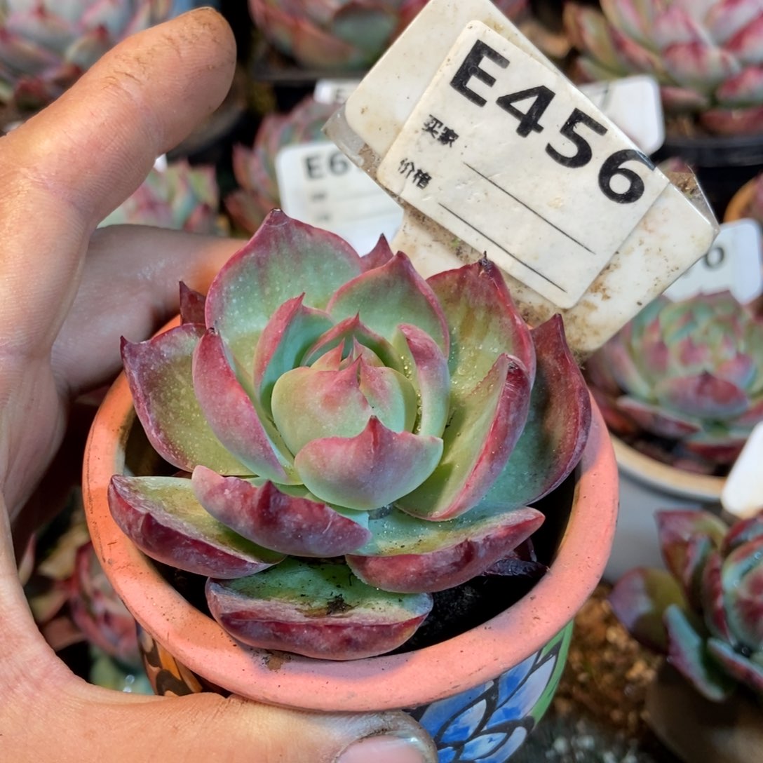 惊鸿一瞥456号多肉