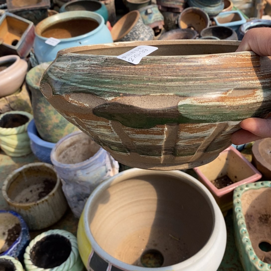 红陶知**乐39号多肉盆一个呀