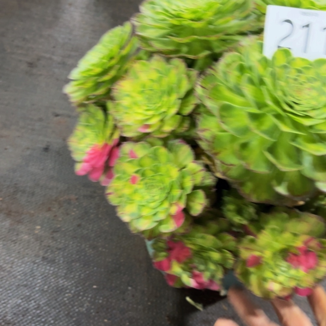 哈哈多肉葡萄福利211