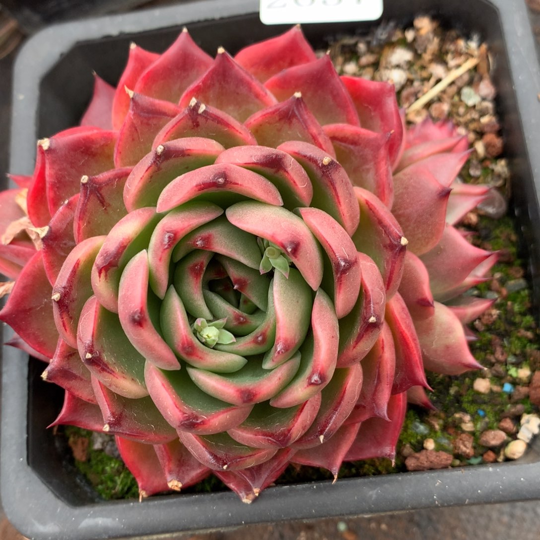 2637新年快乐发发发