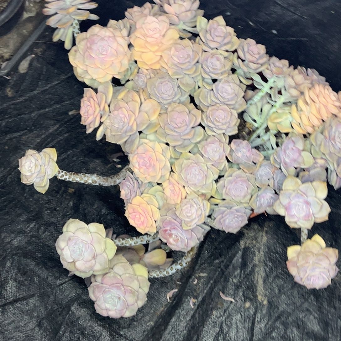 小****变异紫乐锦，一物一拍