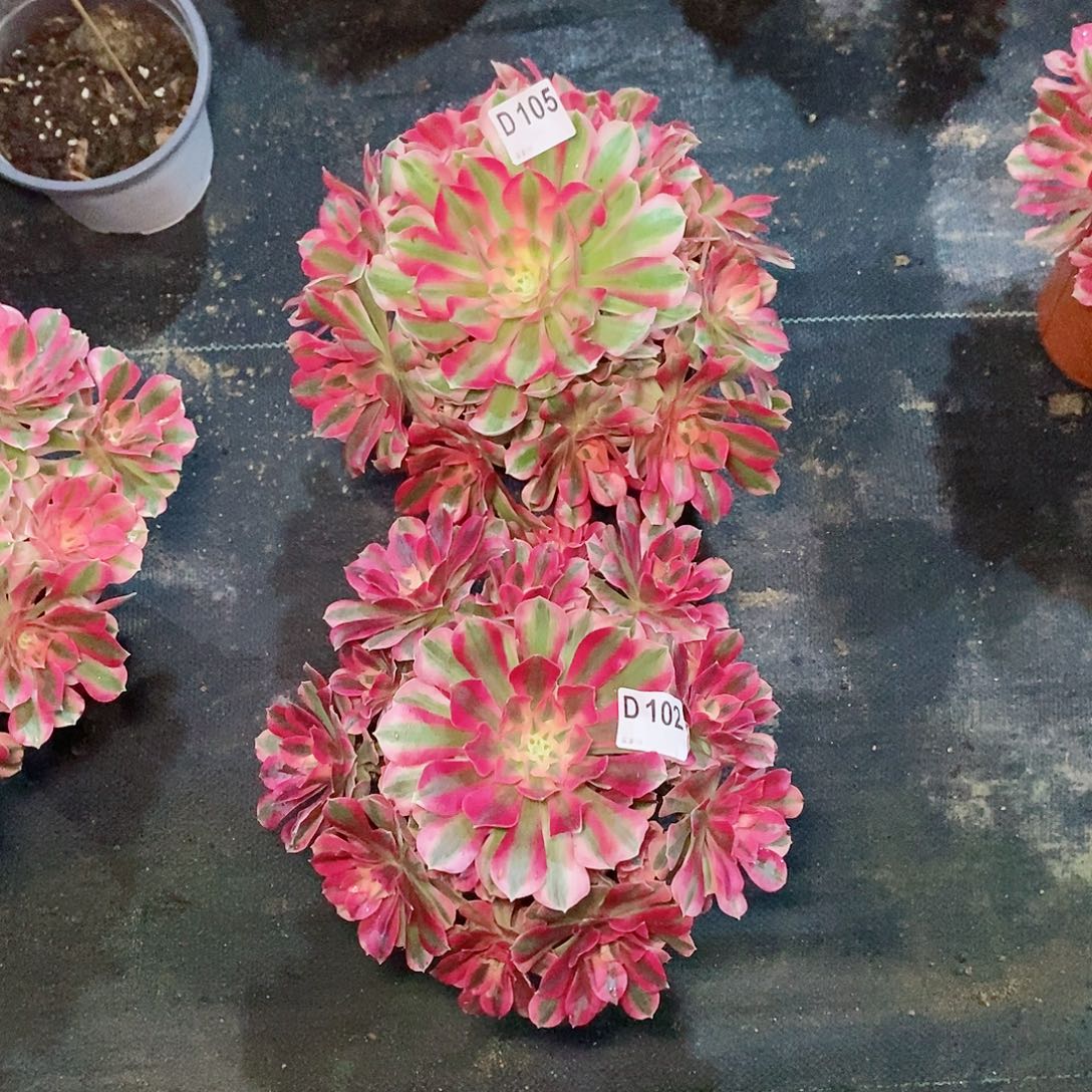 假***针粉女巫102105多肉11111