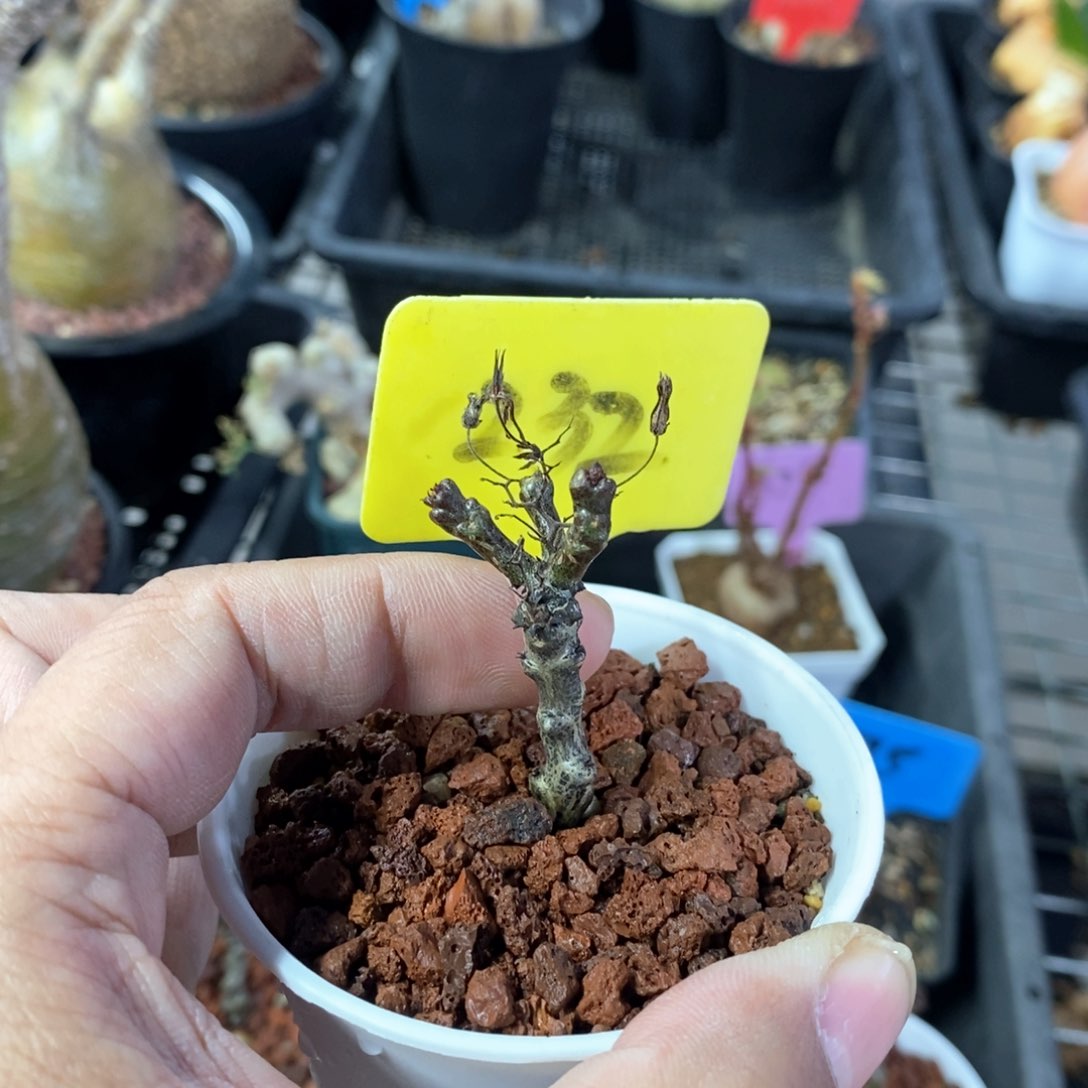 黑曼巴多肉植物一个