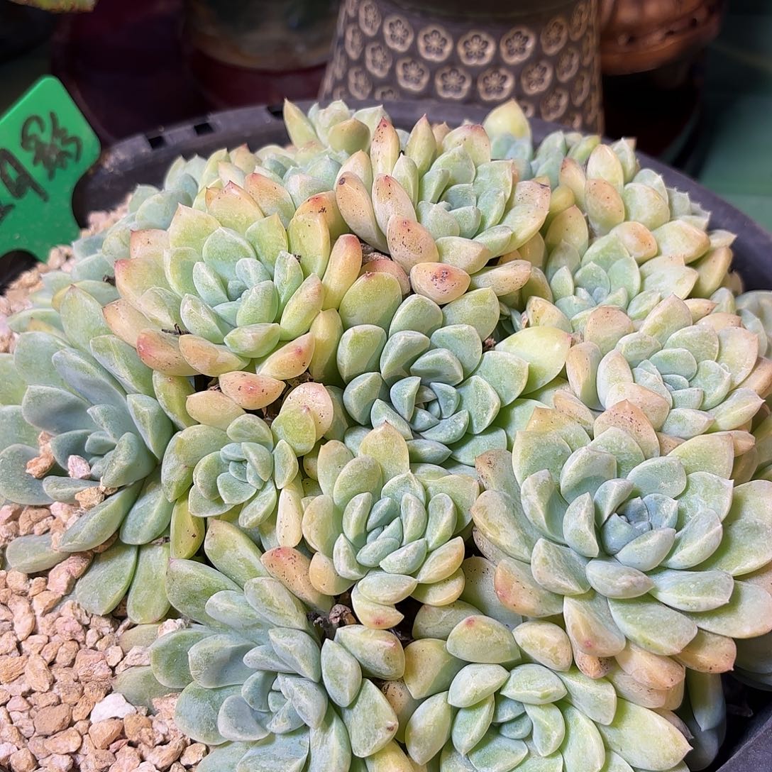 多肉植物啦啦啦啦啦