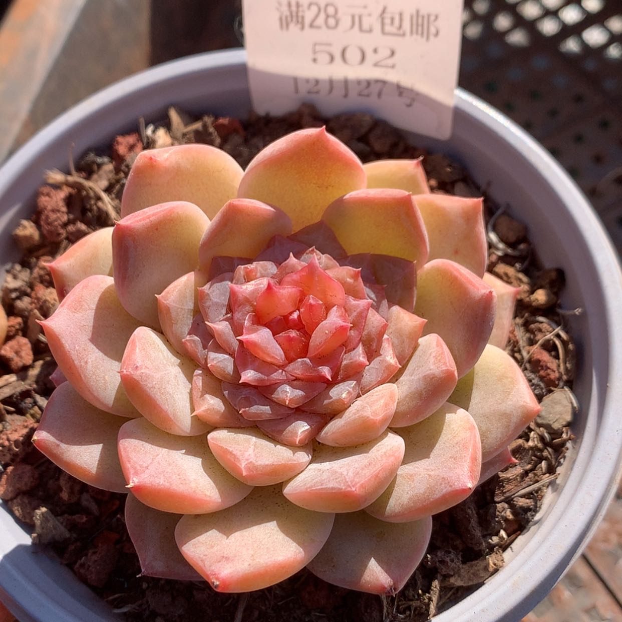 【闪购商品】云502号糖心