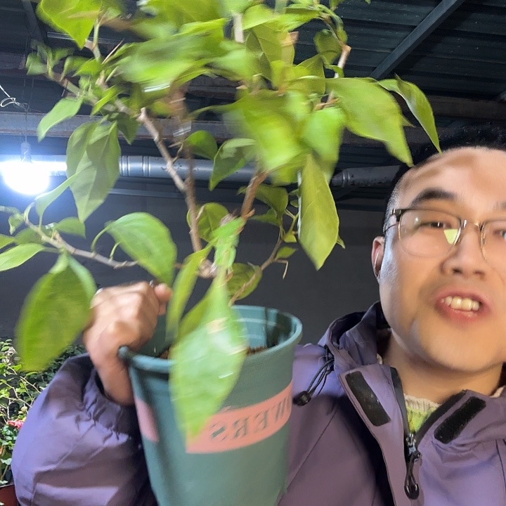 完全开放处理三角梅颜色随机