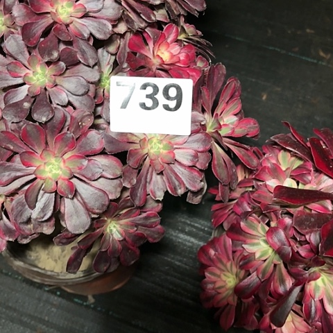 【闪购商品】举***月739香奈儿组合2-11