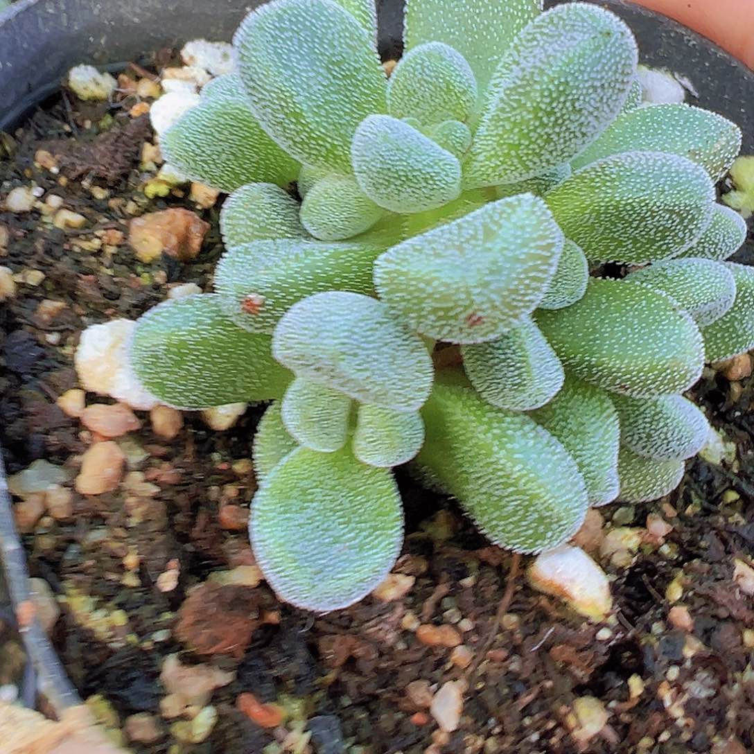 康兔子19包邮多肉