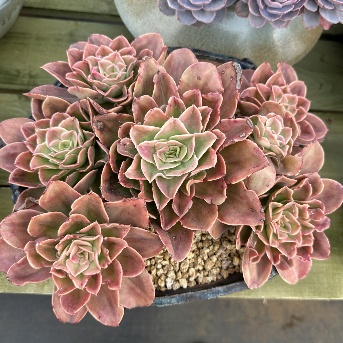 5号链接 迷雾森林状态图 多肉植物老桩 勿拍