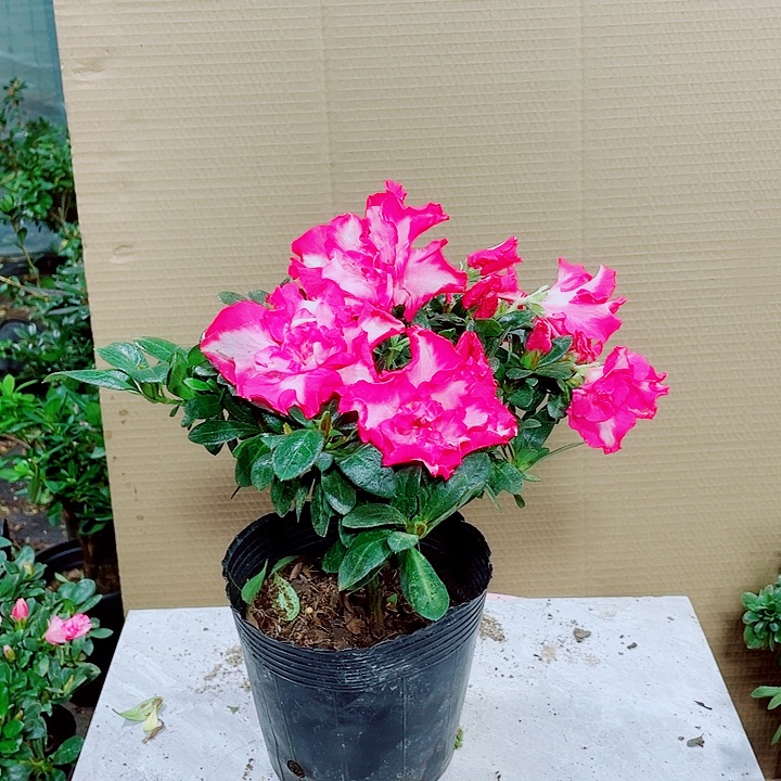 完全开放红西玛杜鹃