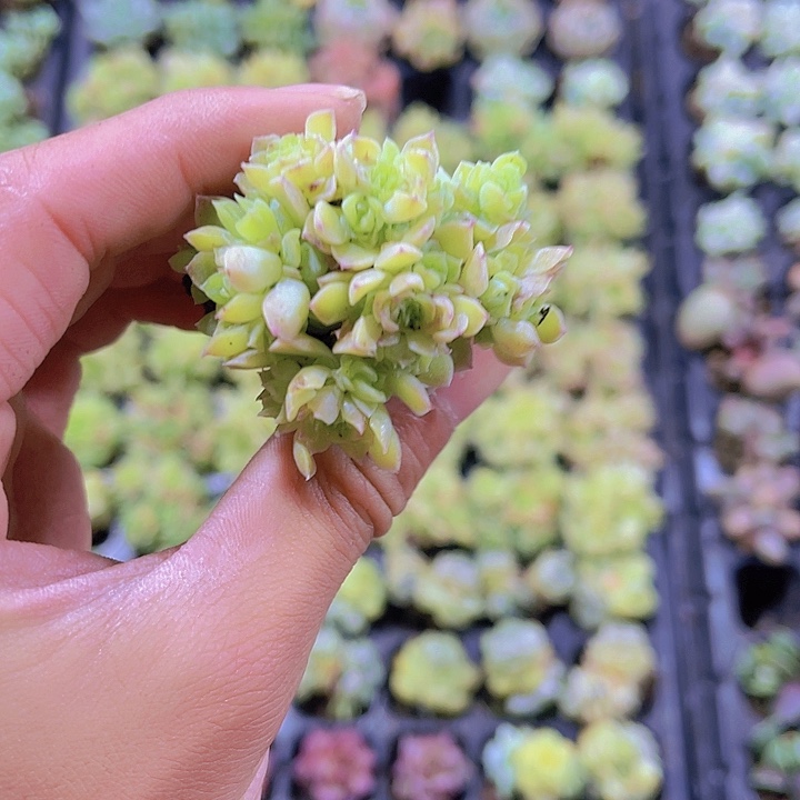 精品爱杜丽尔多肉植物