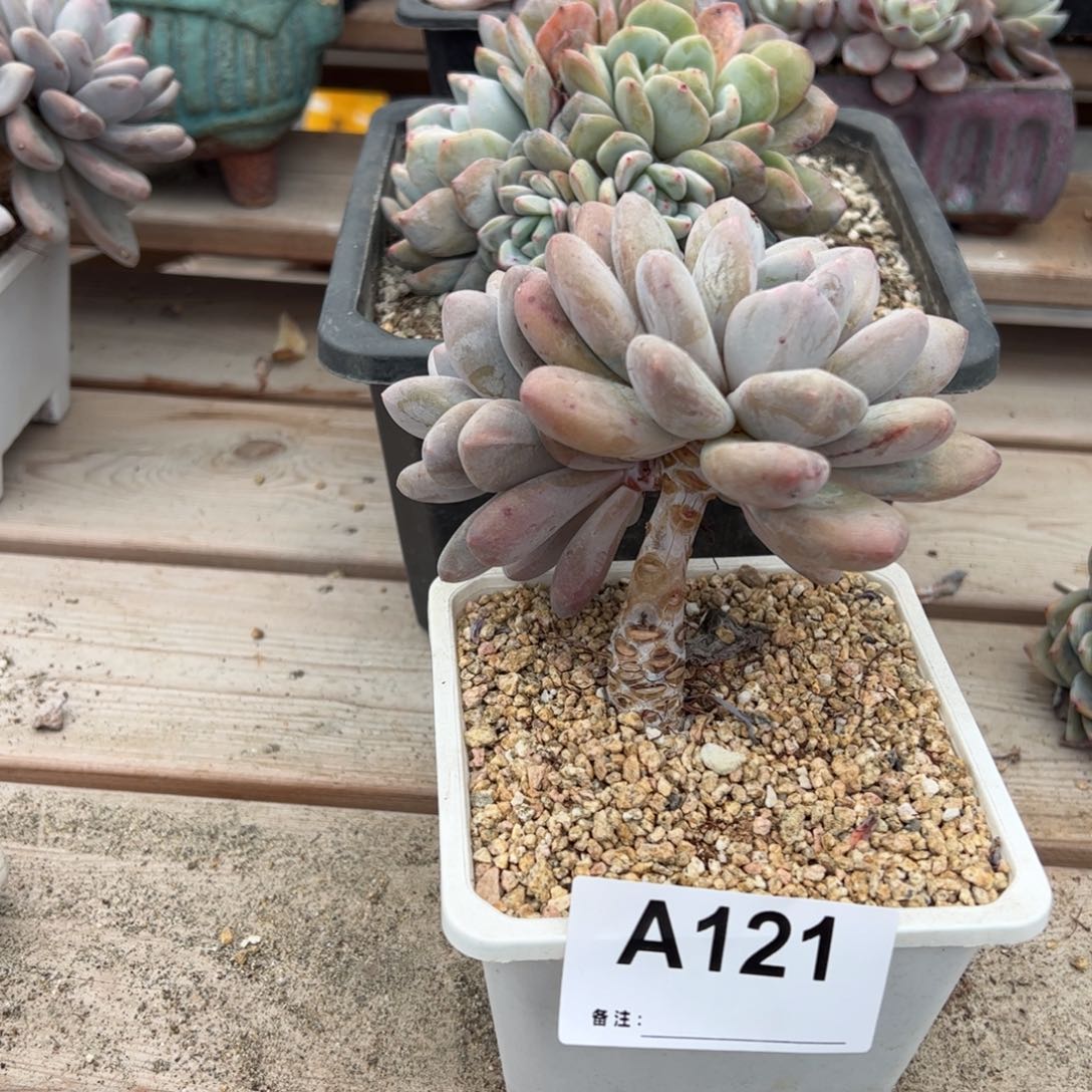 121开播福利 老桩香水