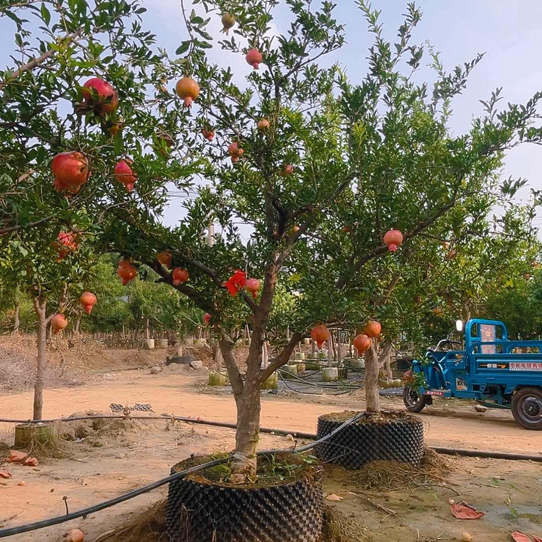 完全开放石榴树包邮到家