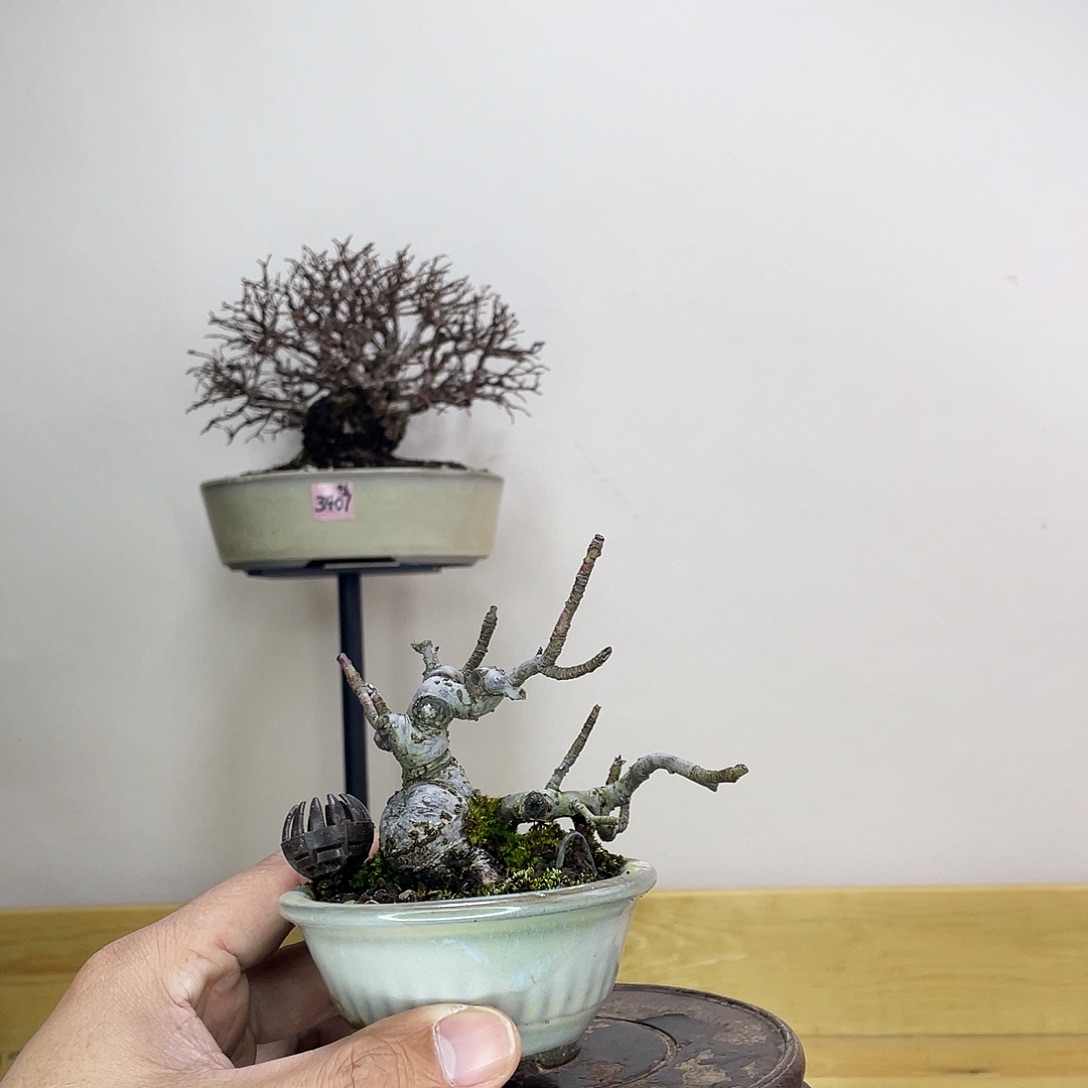 木本姬美好苹果盆栽