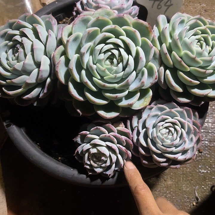 不售后，散，基地清货69散