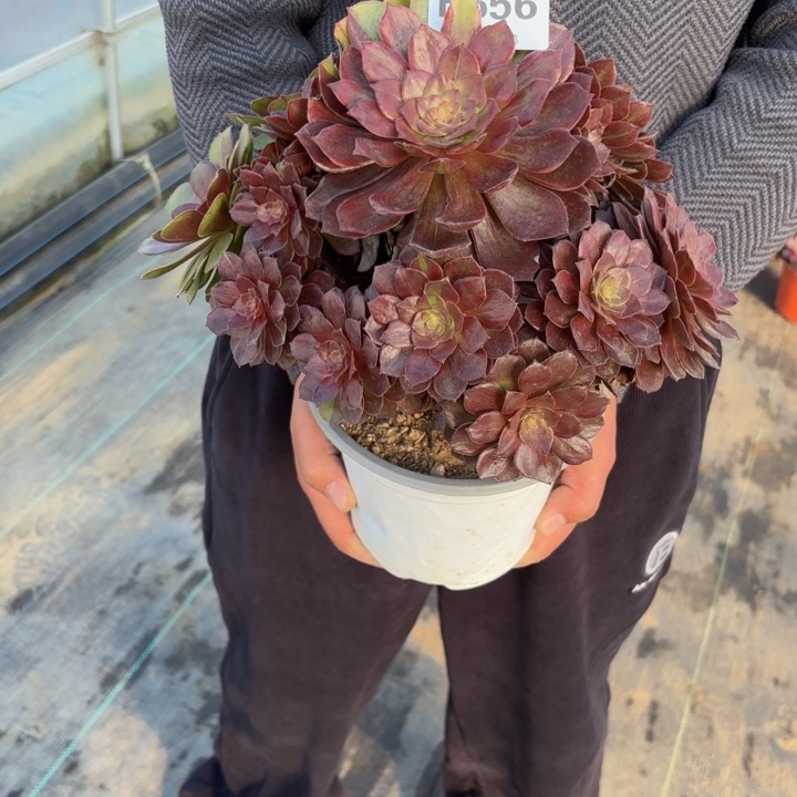 瑞妈，，。。。。。656灰