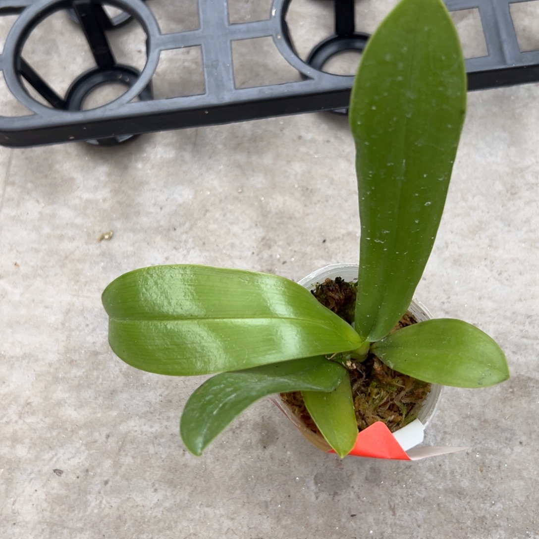 ****有当前无花栽培后可以开花