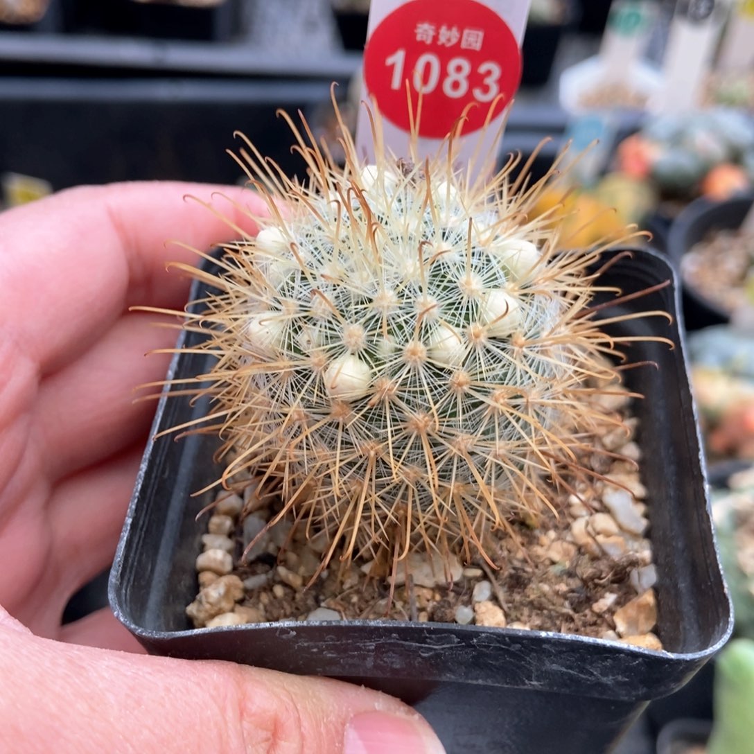 实生狂刺菊慈童一棵仙人球4.2cm