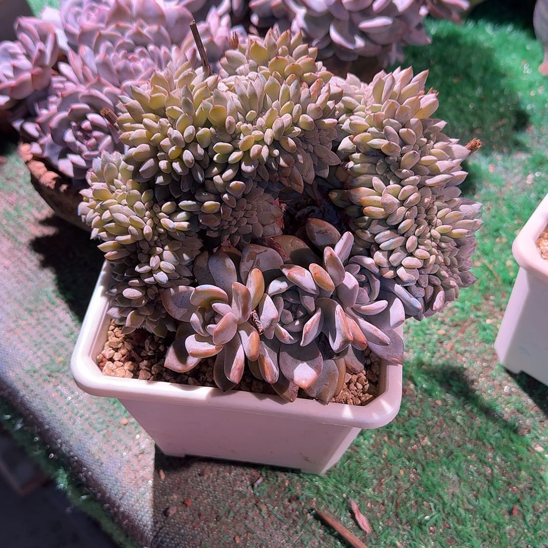 星影缀化叶插的呀