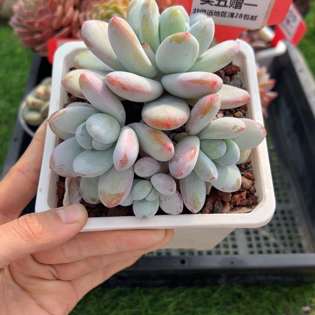 表妹精品多肉1313.