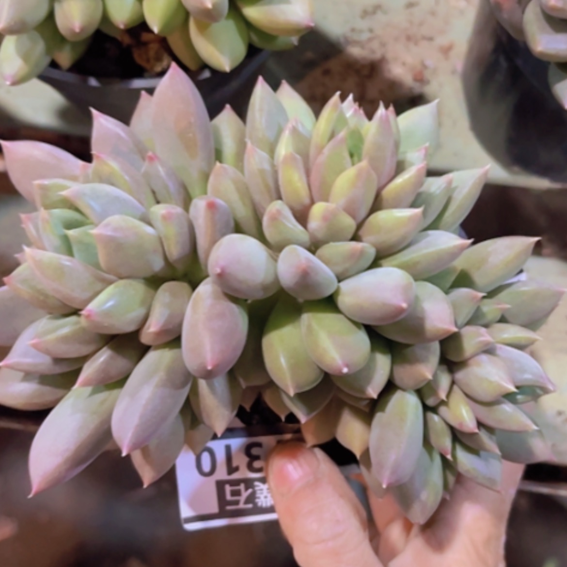 【闪购商品】红象牙17310