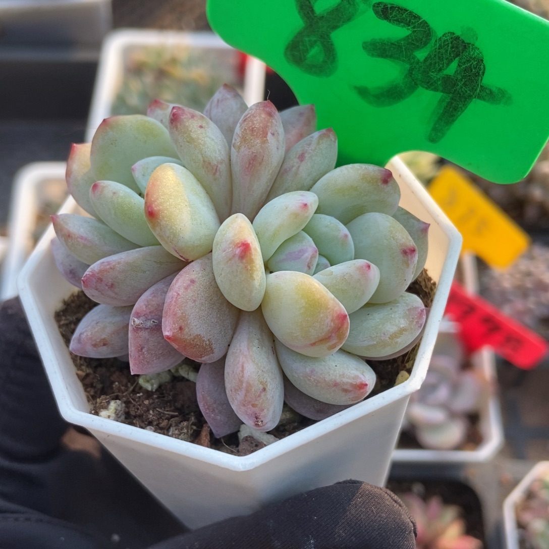 834雪天使石化石化多肉