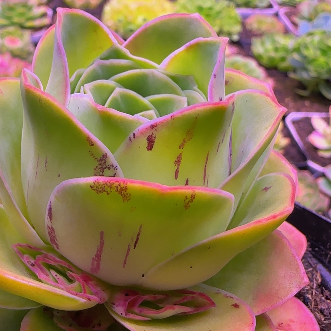 孤品玫瑰123535356737683835379