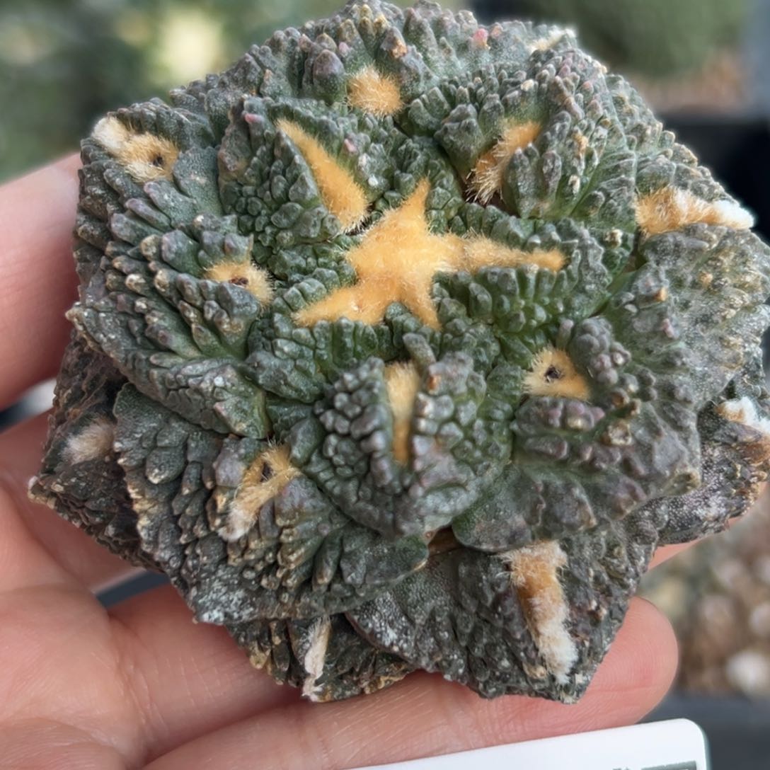 580 根点 仙人球的故事是什么