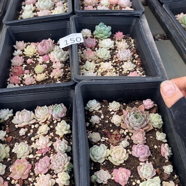 150 多肉植物盆栽花卉