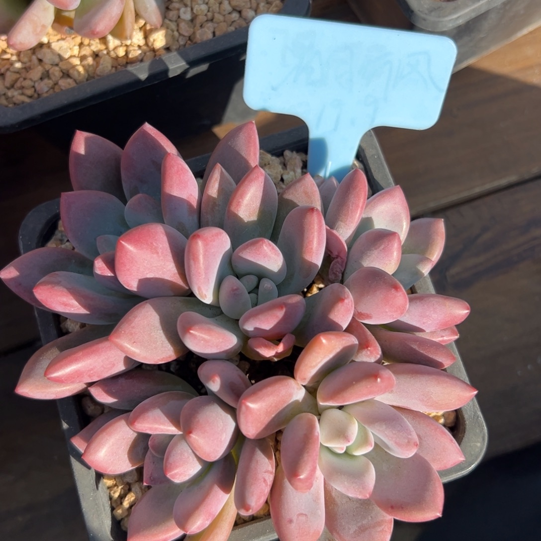 奥普1111111111111111