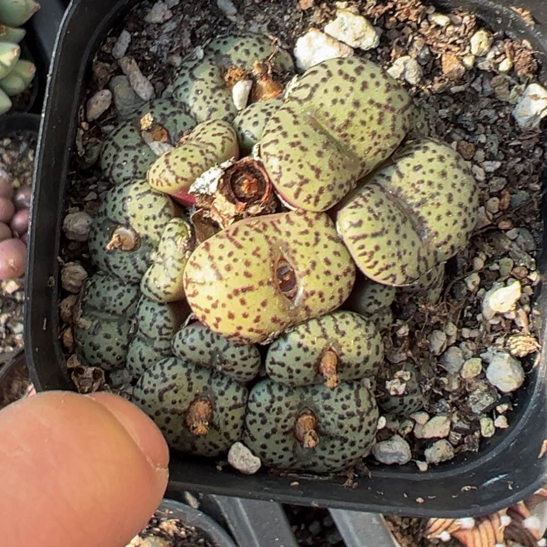 多肉植物111111111111111