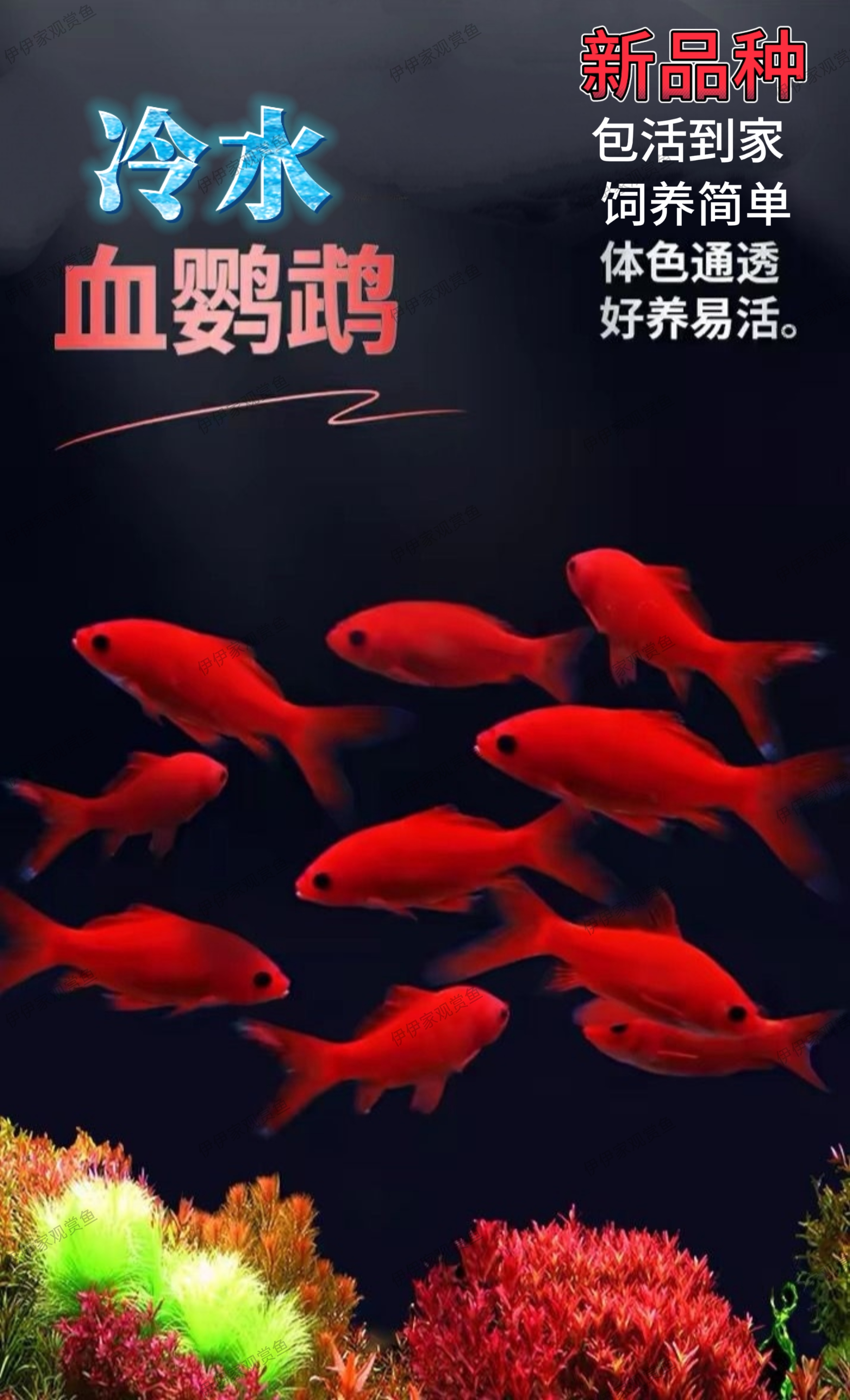 新品种冷水血鹦鹉好活耐养淡水招财观赏鱼