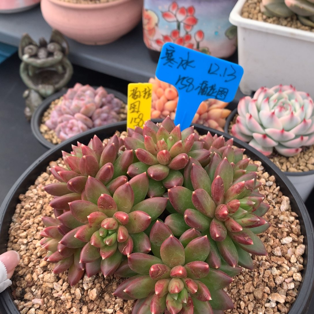 寒***冰我们家的小仙女们