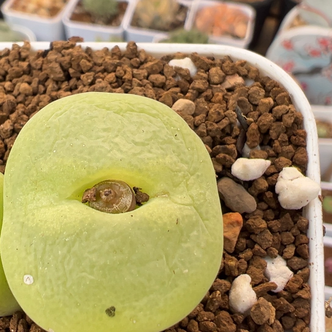 岁****23多肉植物百科植物