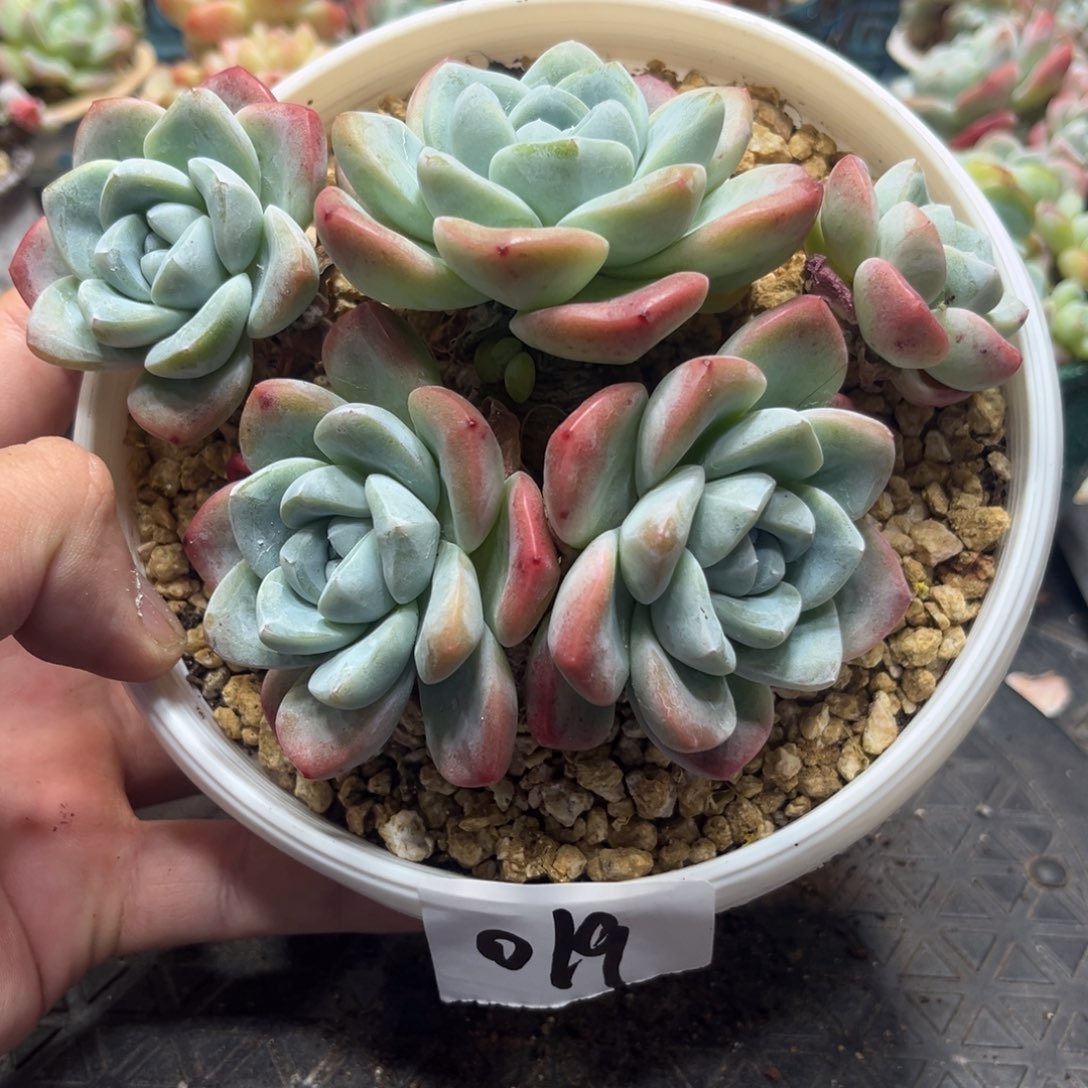 019冰玉大粗腿老桩飘枝14厘米